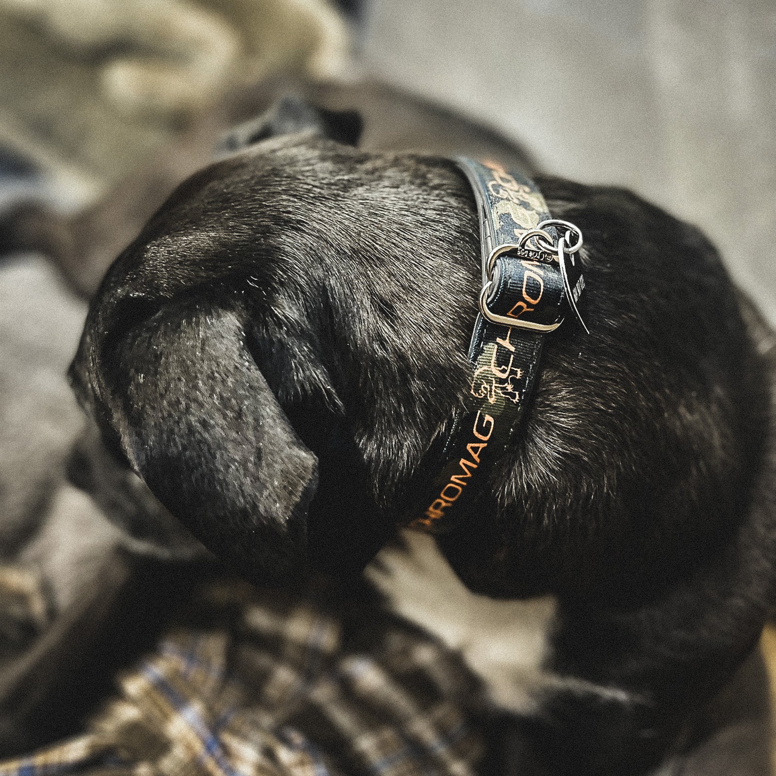 Dog Collar - Image 6