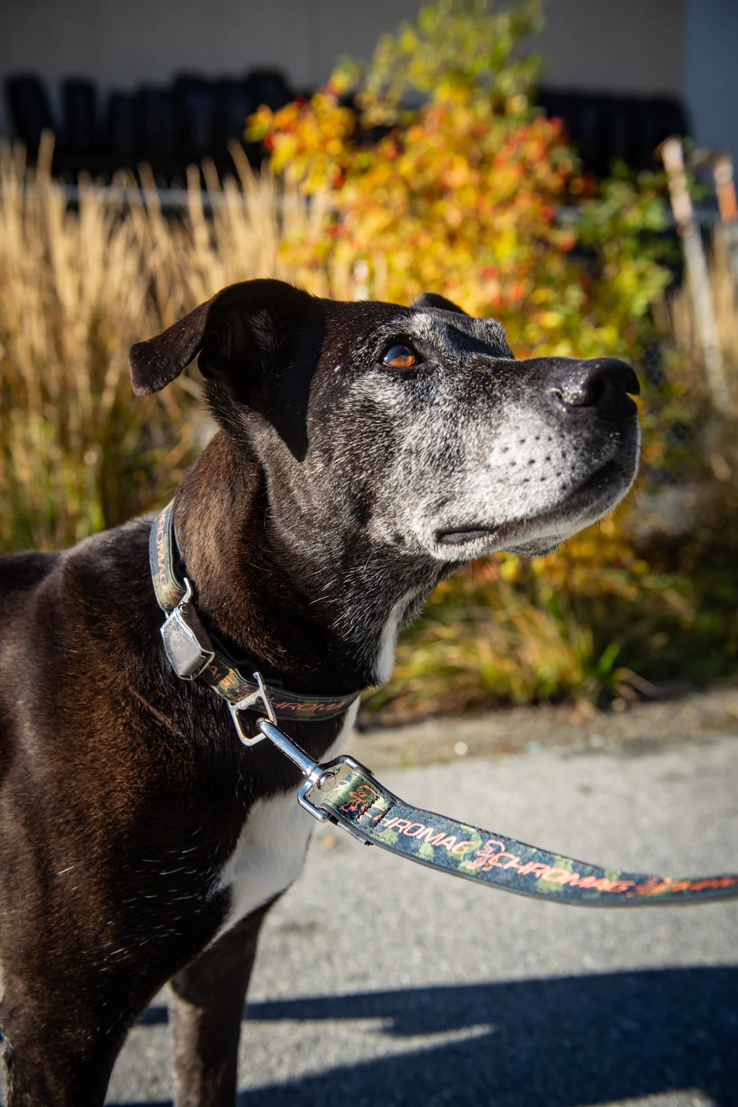 Dog Leash - Image 7